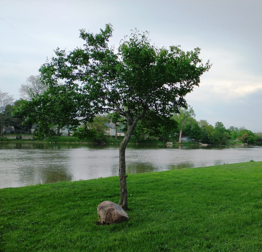 GENERAL GEORGE WASHINGTON MEMORIAL TREE