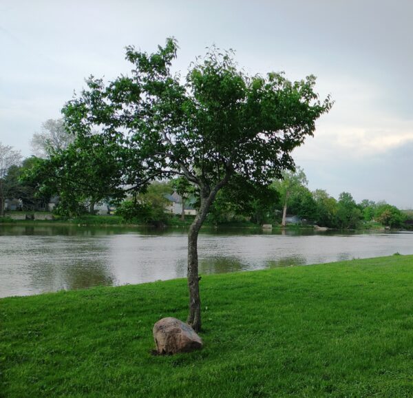 GENERAL GEORGE WASHINGTON MEMORIAL TREE