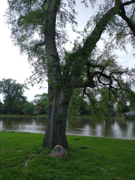 JOYCE KILMER MEMORIAL TREE