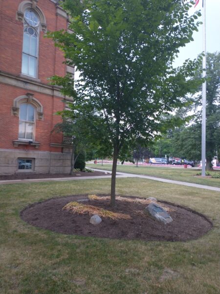GEORGE WASHINGTON TREE MEMORIAL