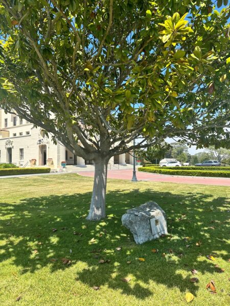 REAR ADMIRAL ALAN SHEPARD, JR. MEMORIAL TREE