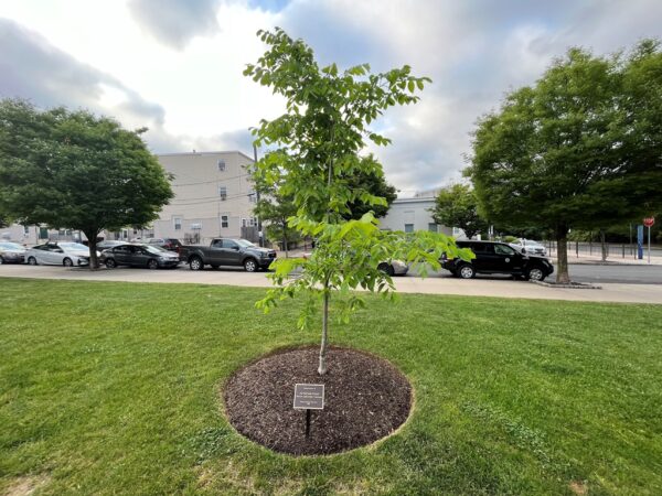 DREXEL UNIVERSITY VETERANS MEMORIAL TREE