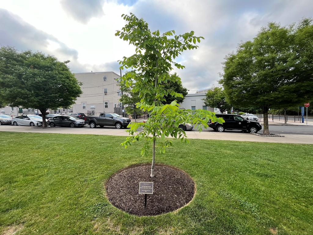 DREXEL UNIVERSITY VETERANS MEMORIAL TREE