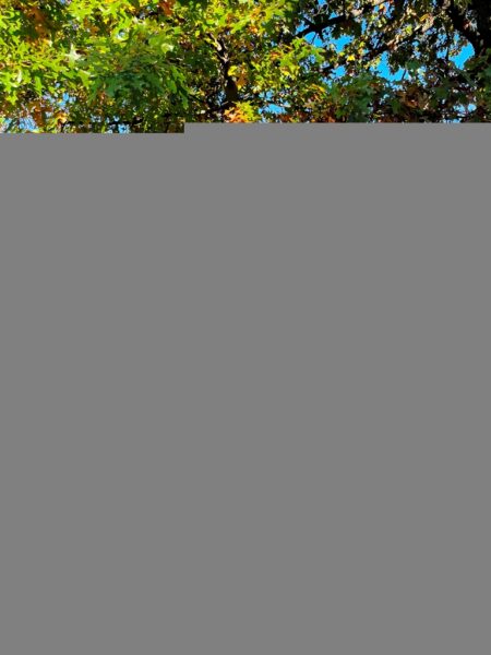 PERTH AMBOY CAMBRIDGE ELM MEMORIAL TREE