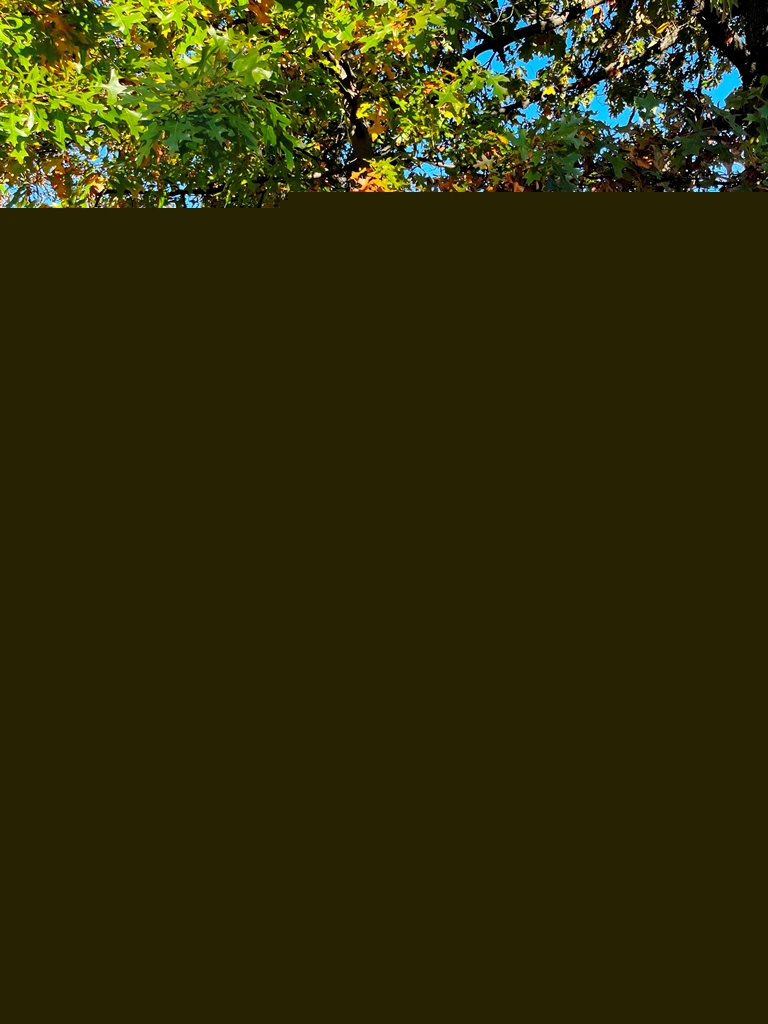 PERTH AMBOY CAMBRIDGE ELM MEMORIAL TREE