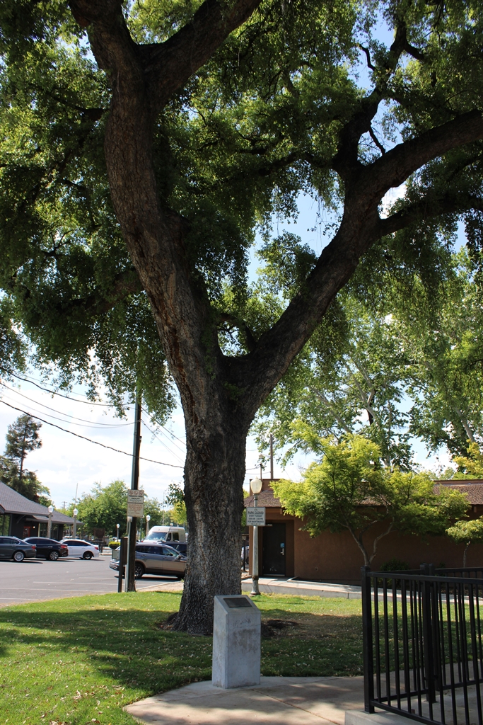 THE FREEDOM TREE POW/MIA’S OF TURLOCK AREA WAR MEMORIAL