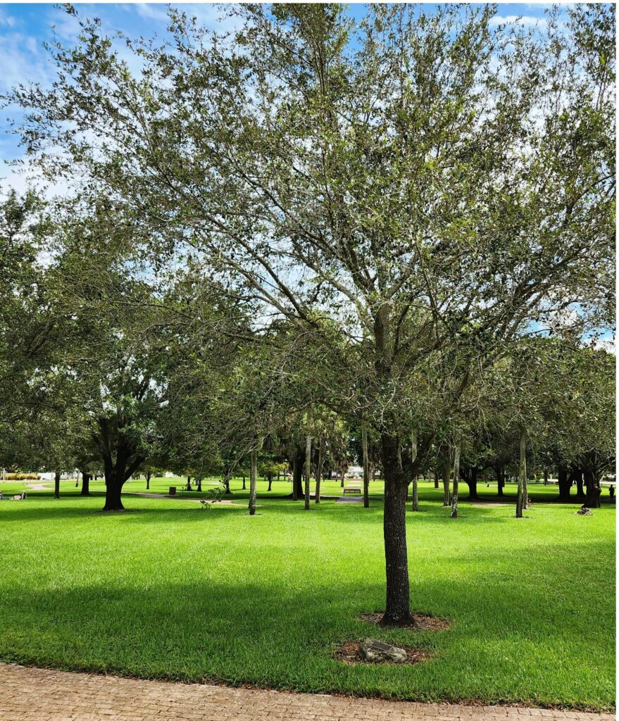 PLANTATION THIS LIBERTY TREE MEMORIAL