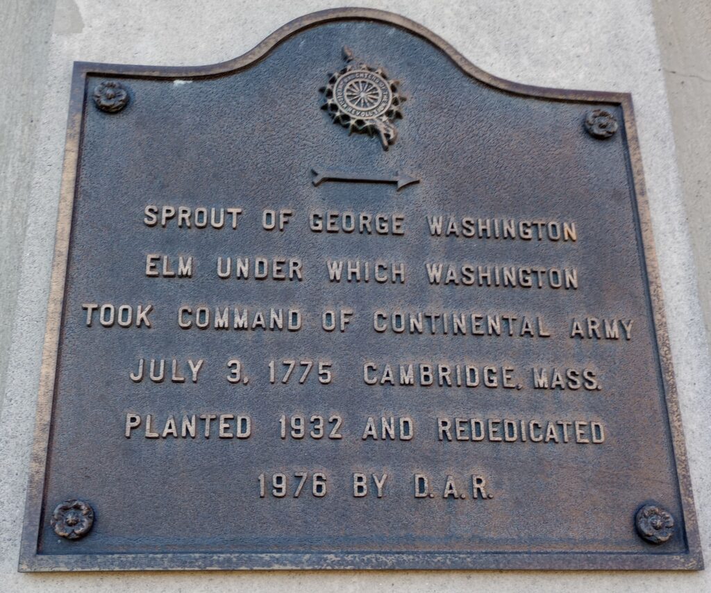 SPROUT OF GEORGE WASHINGTON ELM MEMORIAL PLAQUE