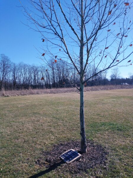 DANIEL G. RULISON WAR MEMORIAL TREE