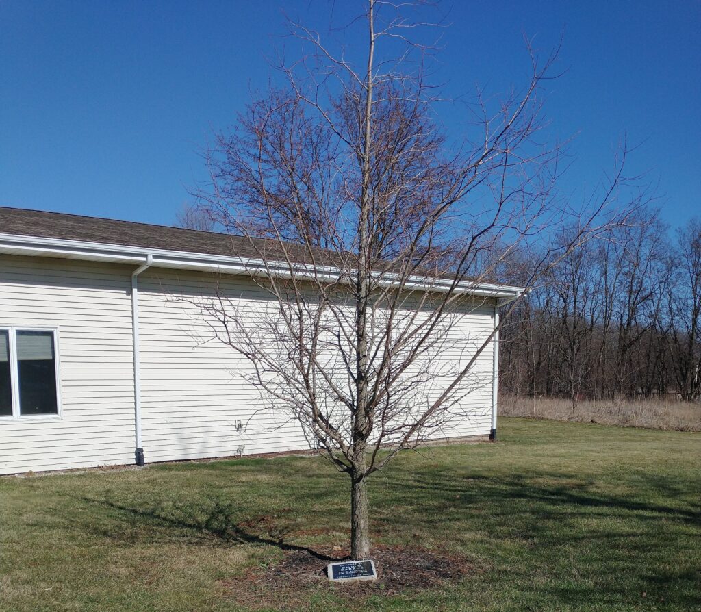 DAVID W. BARRUS WAR MEMORIAL