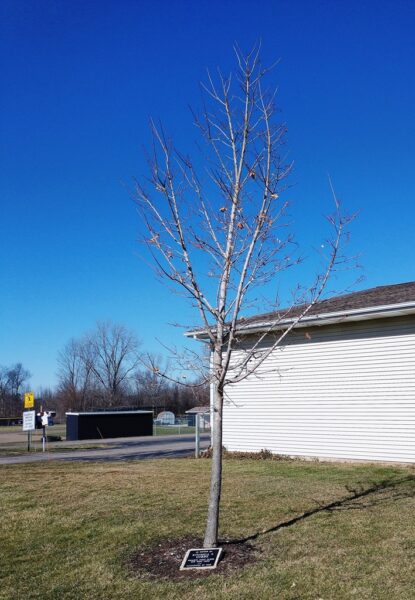 KITCHELL S. GIBBS WAR MEMORIAL TREE