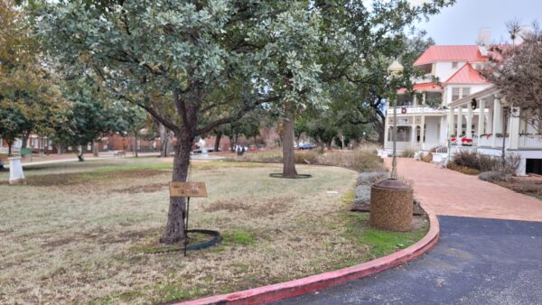 BRACKENRIDGE VILLA MEMORIAL TREE