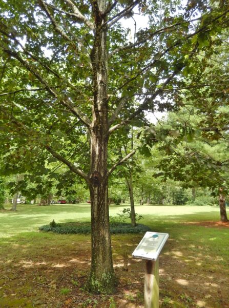 MANASSAS RED OAK WAR MEMORIAL