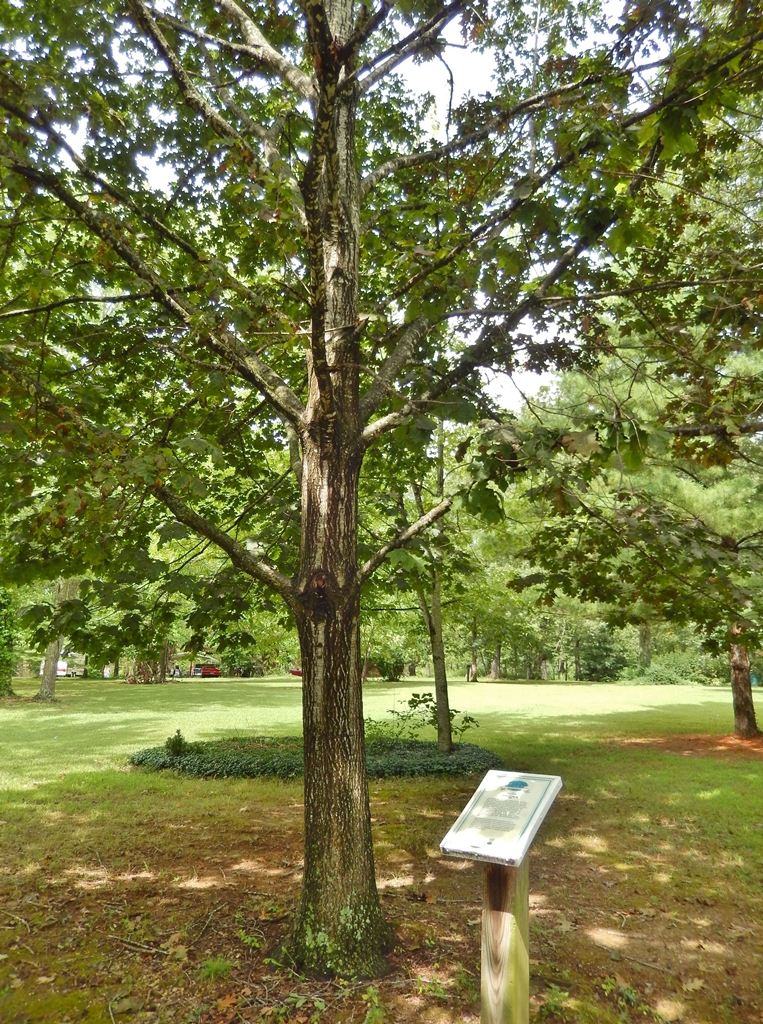 MANASSAS RED OAK WAR MEMORIAL