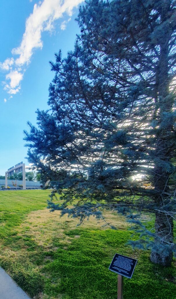 AMERICAN AIRLINES AND UNITED AIRLINES EMPLOYEES SEPTEMBER 11, 2001 MEMORIAL TREE