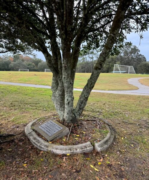VFW POST 2811 KOREAN WAR VETERANS MEMORIAL TREE