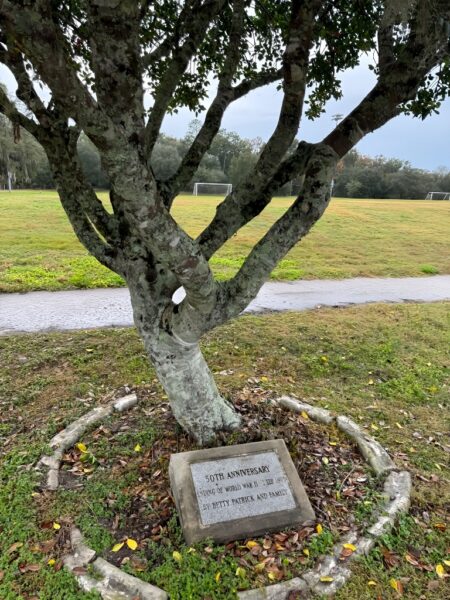 50TH ANNIVERSITY ENDING OF WORLD WAR II MEMORIAL TREE