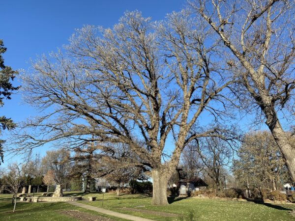HISTORY CLUB WORLD WAR MEMORIAL RED OAK TREE