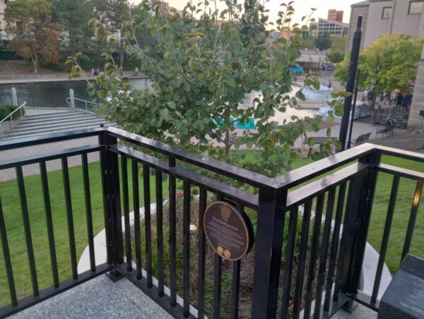 THE SURVIVOR TREE GROUND ZERO 360 MEMORIAL