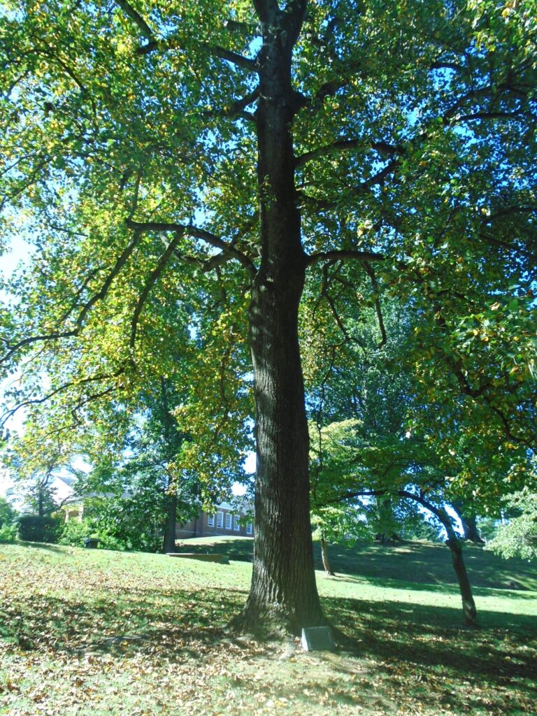 THE FREEDOM TREE SOUTHEAST ASIA WAR MEMORIAL