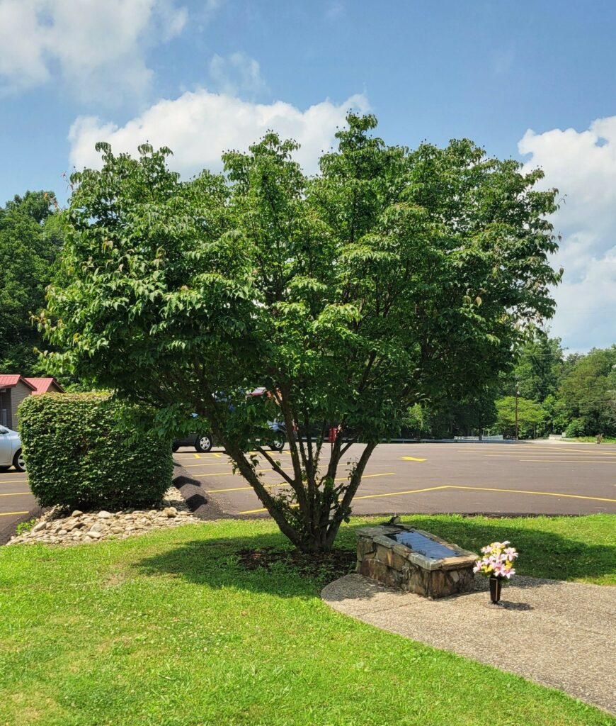 GOLD STAR DOGWOOD TREE MEMORIAL