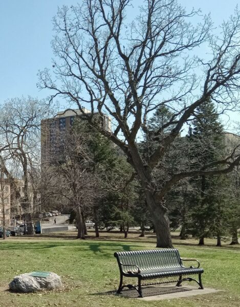 THE BATTLE OF FORT GRISWOLD WAR MEMORIAL TREE