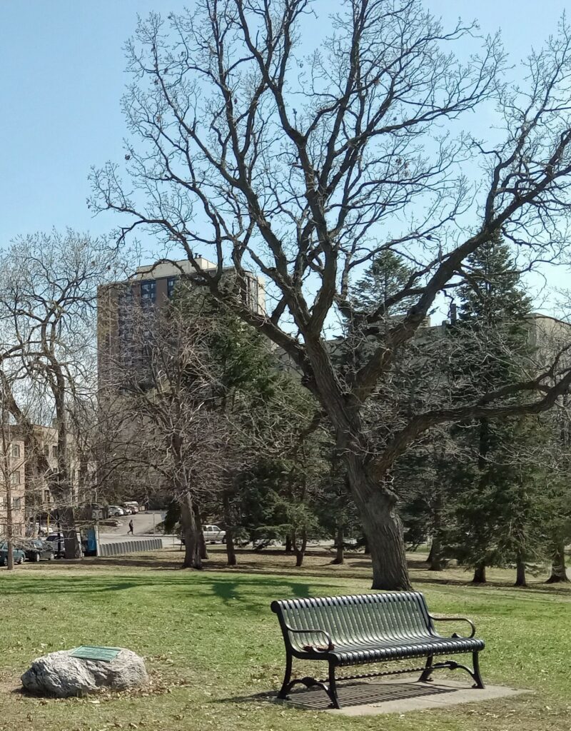 THE BATTLE OF FORT GRISWOLD WAR MEMORIAL TREE