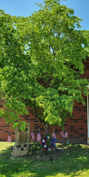 THE FREEDOM TREE COL. PATRICK M. FALLON MEMORIAL