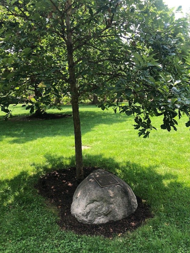 BERWYN SEPTEMBER 11, 2001 MEMORIAL TREE
