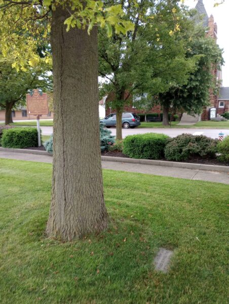 DELPHOS VIETNAM WAR MEMORIAL TREE