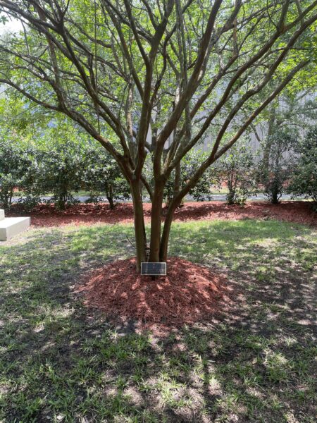 LT, THOMAS A MCQUADE WAR MEMORIAL TREE