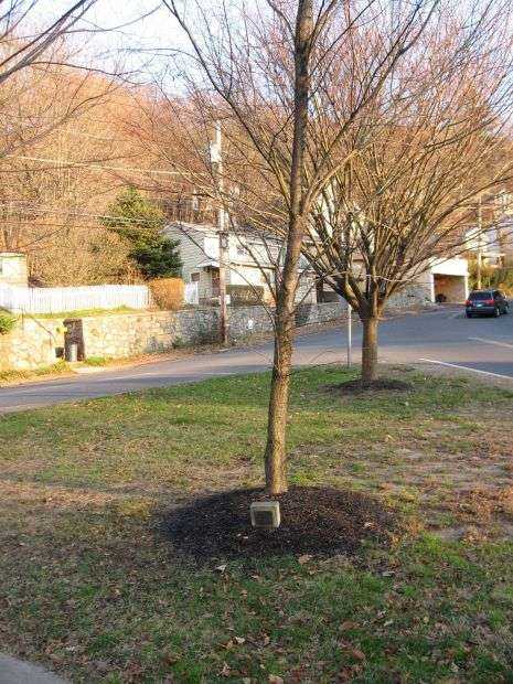 ANSONIA AMERICAN LIBERTY ELM MEMORIAL TREE