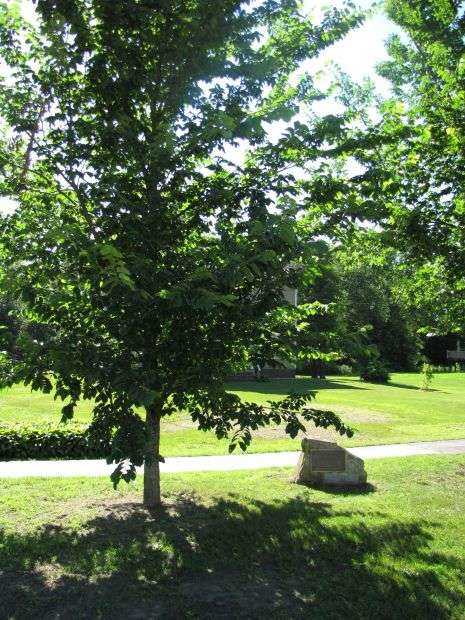 CHARLESTOWN LIBERTY TREE MEMORIAL