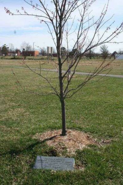AMERICAN KOREAN WAR VETERANS MEMORIAL TREE