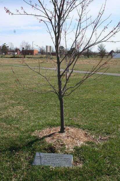 AMERICAN KOREAN WAR VETERANS MEMORIAL TREE