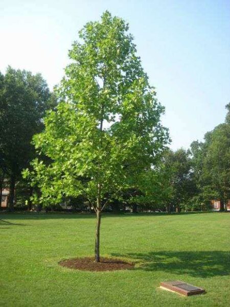 ANNAPOLIS LIBERTY TREE MEMORIAL