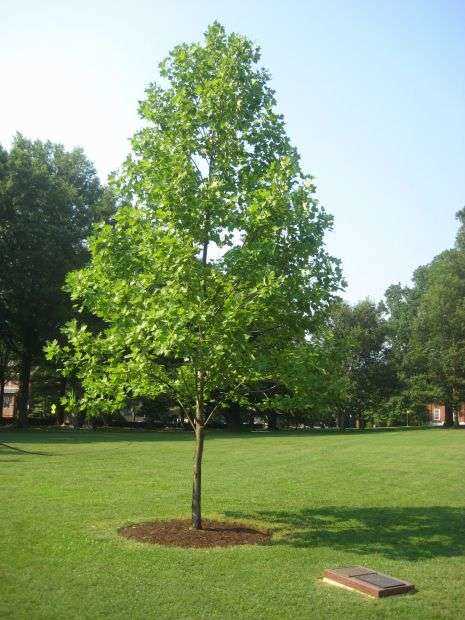 ANNAPOLIS LIBERTY TREE MEMORIAL