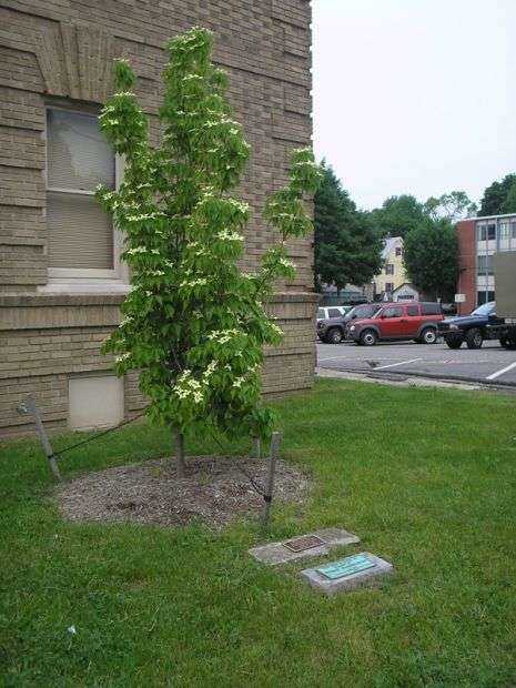 GEORGE WASHINGTON MEMORIAL TREE