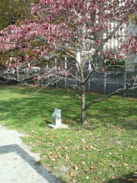 WASHINGTON ELM TREE MEMORIAL