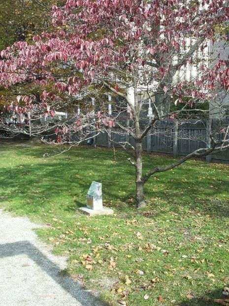 WASHINGTON ELM TREE MEMORIAL