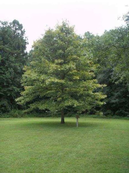LIBERTY OAK TREE MEMORIAL