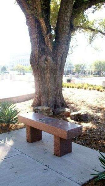 GEORGE WASHINGTON MEMORIAL ELM TREE