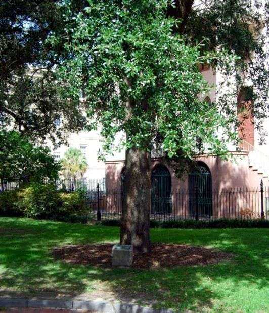 GEORGE WASHINGTON MEMORIAL TREE CHARLESTON