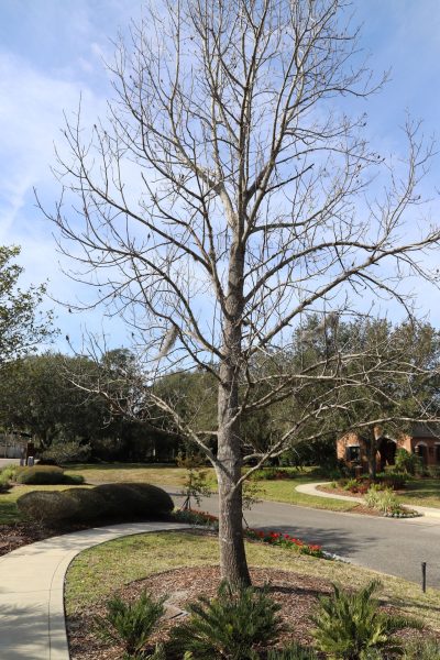GEORGE WASHINGTON TULIP POPLAR WAR MEMORIAL TREE