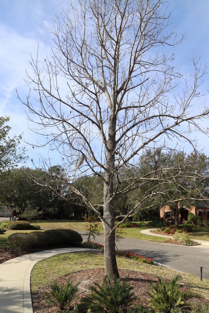 GEORGE WASHINGTON TULIP POPLAR WAR MEMORIAL TREE