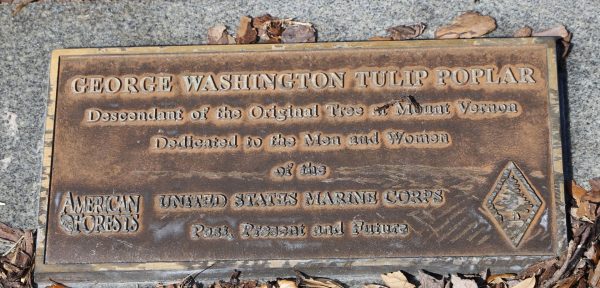 GEORGE WASHINGTON TULIP POPLAR WAR MEMORIAL TREE PLAQUE