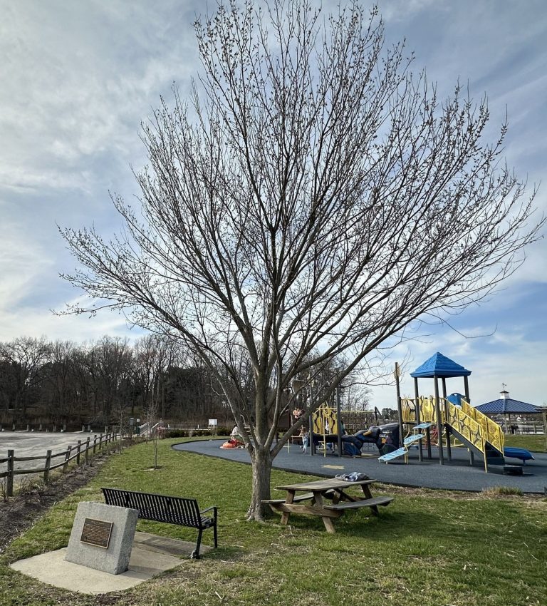 LIBERTY TREE MEMORIAL TOWN OF CENTREVILLE