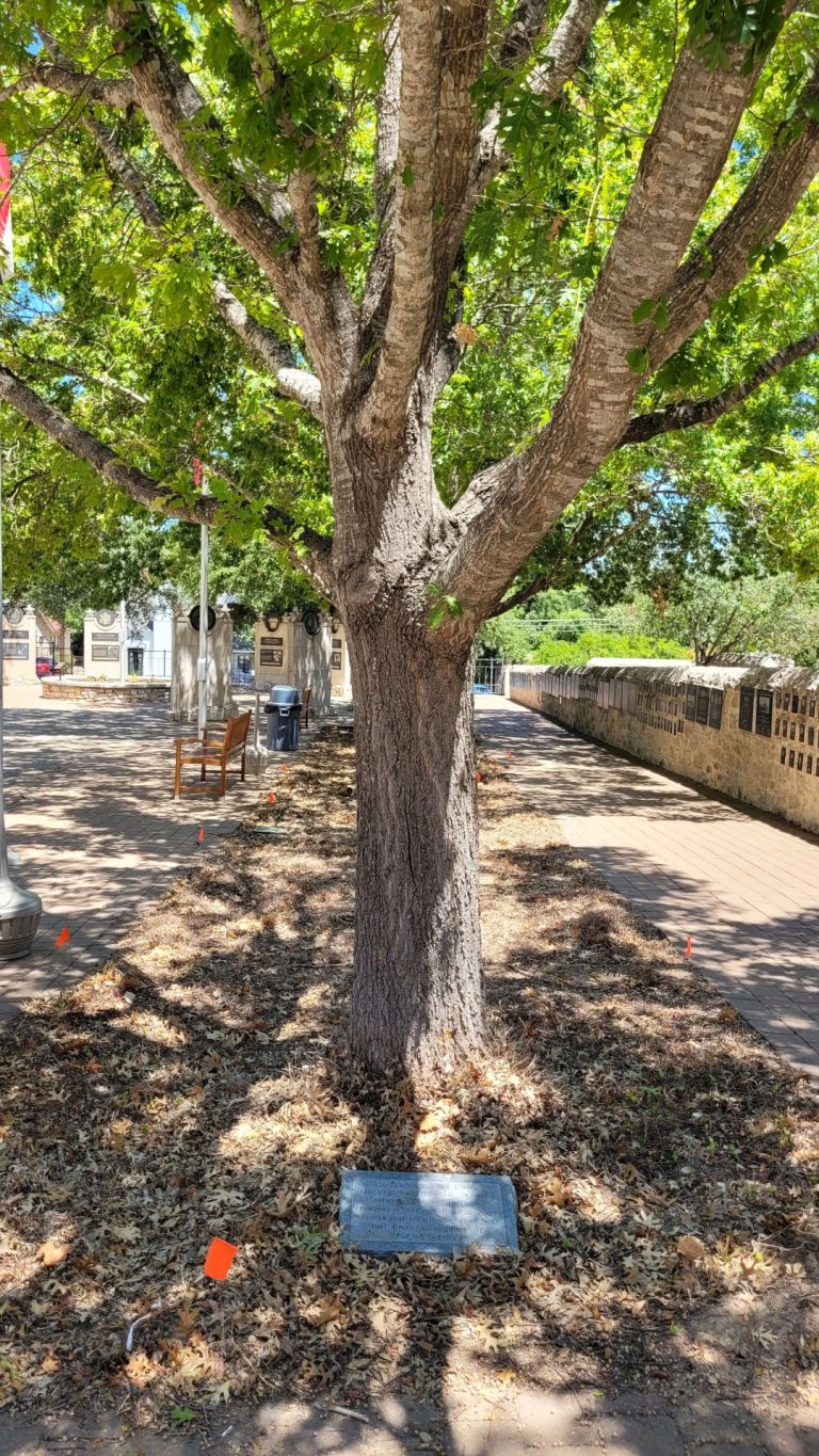 SSG CHRISTOPHER NEIL STAATS WAR MEMORIAL TREE