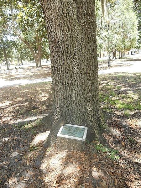 THE FREEDOM TREE STUDENTS OF U OF FLA. POW MIA MEMORIAL