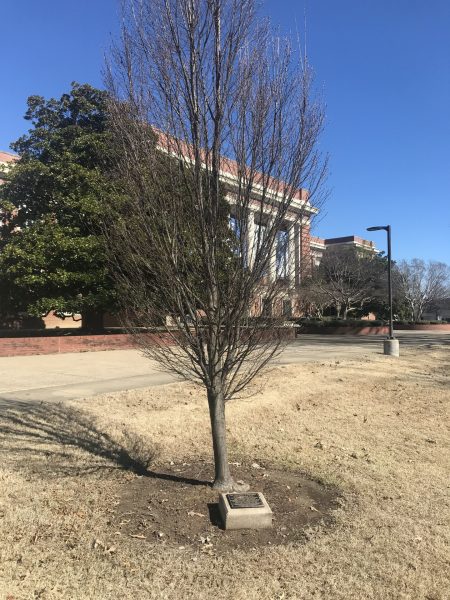 THE UNIVERSITY OF MEMPHIS 9-11 MEMORIAL TREE